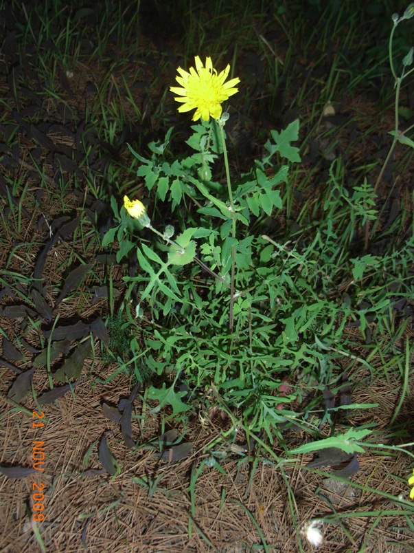 Sonchus tenerrimus / Grespino sfrangiato